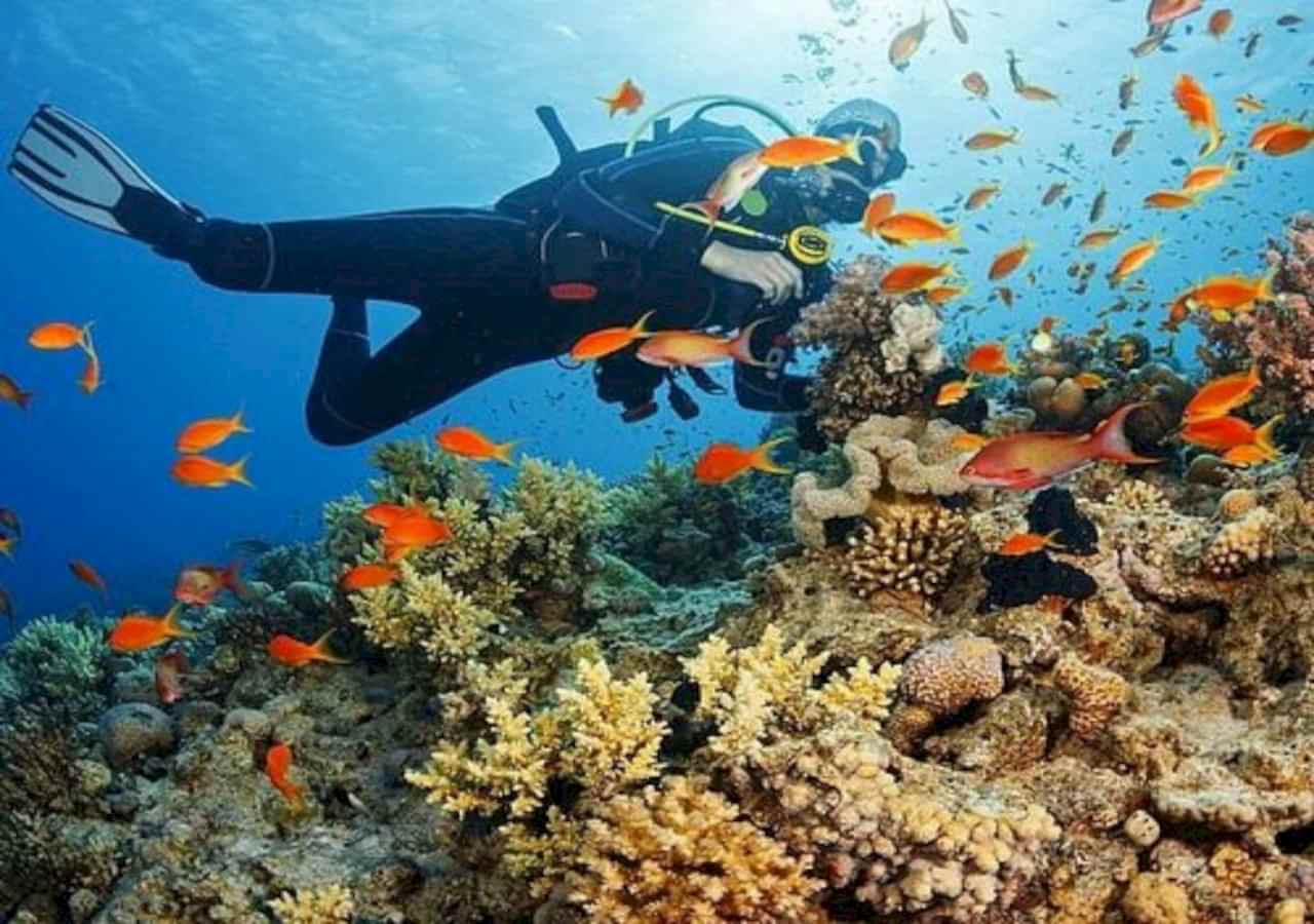  Alanyanın Büyüleyici Sualtı Dünyasını Keşfedin